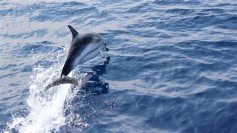 Dolphin 4k Ultra Hd Wallpaper Background Image 3840x2160