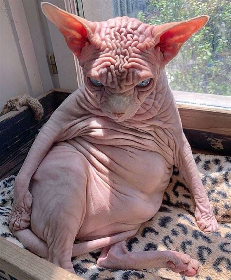 Chonkers Who Sit Like Tired Old Men Pics Cute Hairless Cat Ugly