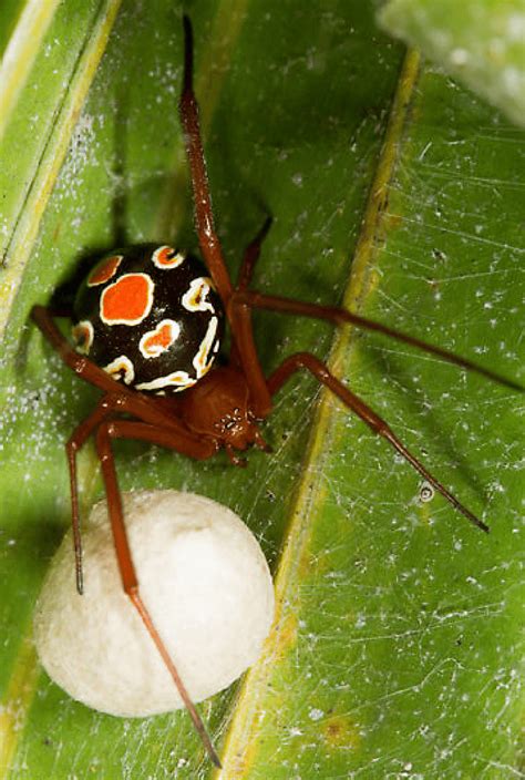 Female Black Widow Spider L Bishopi Photo Is Courtesy Dr James