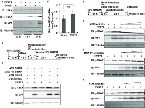 Atr Pathway Was Responsible For H2ax Phosphorylation And γ H2ax Download Scientific Diagram