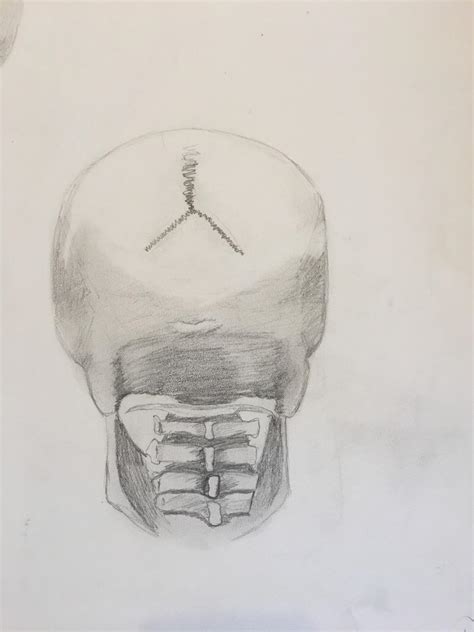 Skull Back View By Samia89 On Deviantart