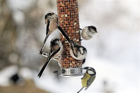 How Do Birds Survive The Winter