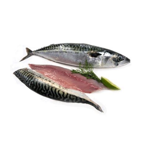 They are found in both temperate and tropical seas, mostly living along the coast or offshore in the oceanic environment. Atlantic Mackerel (Saba) - The Green Grocer Manila