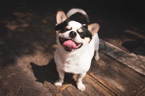 Pictures Of Dogs Making Funny Faces Popsugar Uk Pets Photo 2