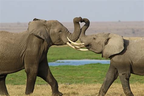 Elephants Twisting Trunks Into Heart Shape Notecard Etsy