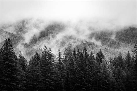 Misty Mountain Vintage Forest Clouds Black And White Pi Creative Art