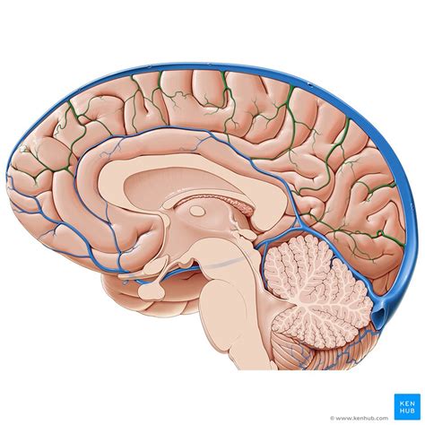 Veins Of The Brain Anatomy And Clinical Notes Kenhub