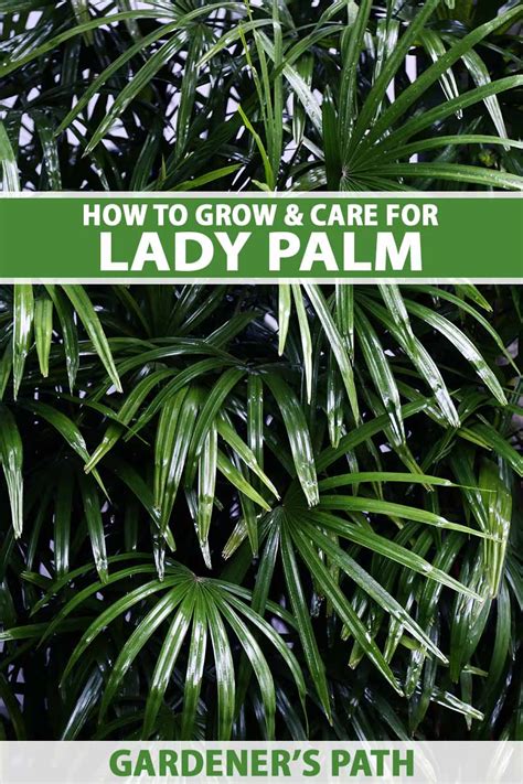 How To Grow And Care For Elegant Lady Palms Rhapis Excelsa