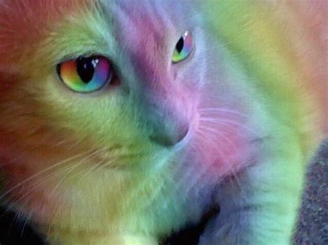 Rainbow Cat On Tumblr