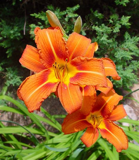 Hemerocallis Fulva Orange Day Lily Go Botany