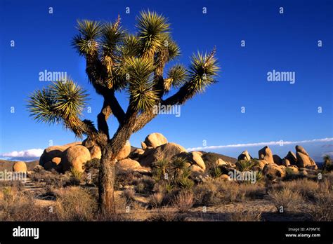 Joshua Tree National Park Yucca Brevifolia Is A Monocotyledonous Tree