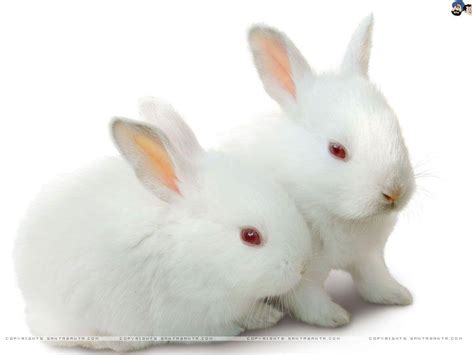 Rabbits Wallpapers Wallpaper Cave