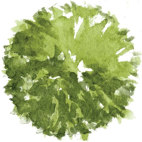 Tree Plan Drawing at GetDrawings | Free download png image