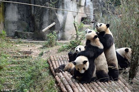 Pandas Climb On Top Of Each Other To Fight For Food In Chengdu China