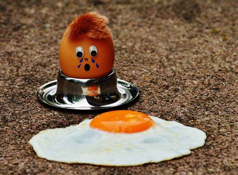 Free Images Cute Food Egg Yolk Fun Funny Water Bird Mourning