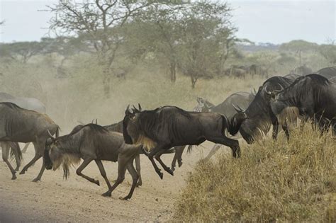 15 Unusual Animals In Kenya From Gamewatchers Safaris