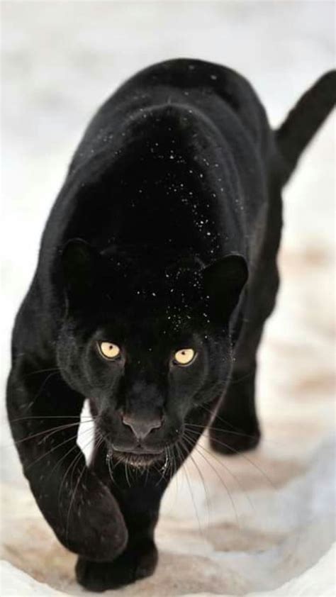 Black Panther Big Cat Wild Cat Wild Cats Big Cats Animals Wild