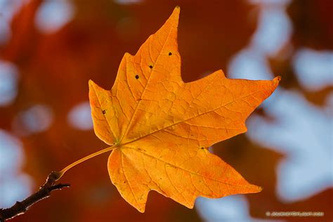 Photos Friday The Autumn Leaf Collection Scenic Landscape And