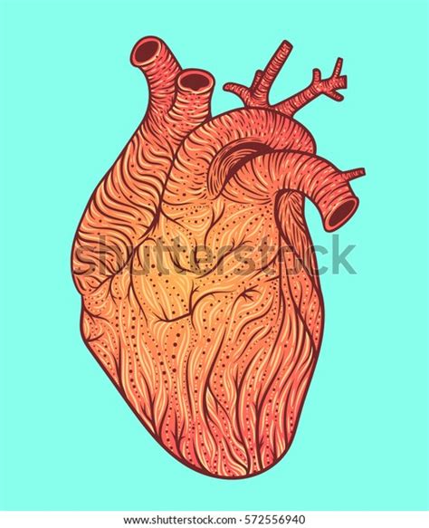 Human Heart Line Art Vector Illustration Stock Vector Royalty Free
