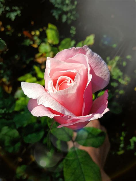 Beautiful Rose Garden