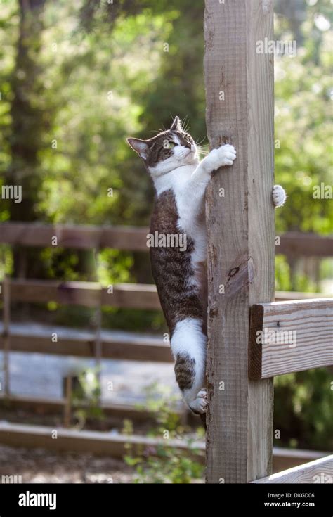 Hanging On For Dear Life Vertical Orientation Close Up Of A Cat With