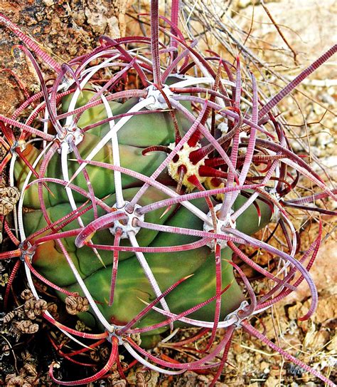 An Interesting Cactus Cactus Desert Cactus Flowers
