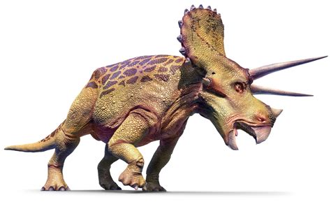 Triceratops Triceratops Facts Dk Find Out