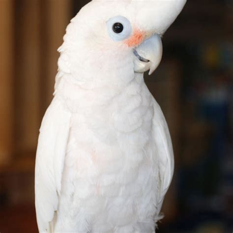 11 inch tall and came into the limelight in 2012, when he reached the fourth round. Goffin Cockatoo - Job Porn