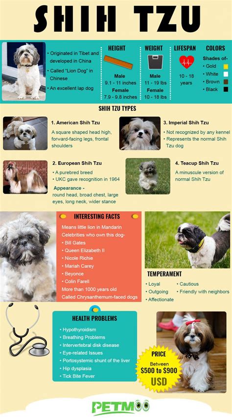 Shih Tzu 10 Vital Dog Breed Information Petmoo