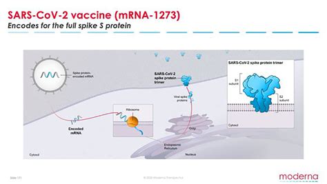 The vaccine transfects molecules of synthetic rna into immunity cells. New Coronavirus Vaccine Advances to Phase 2 Human Trials ...