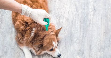 8 Common Dog Skin Problems After Grooming Causes And Best Solutions
