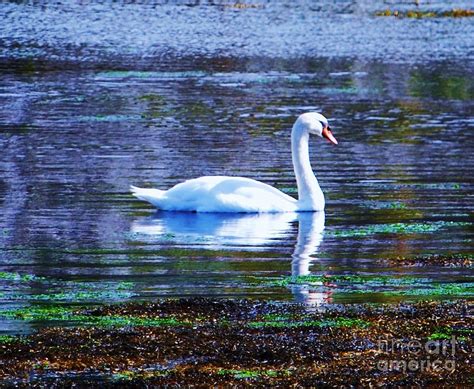 A Regal Swan Captured In Ballyvaughan Ireland Photograph By Poets Eye