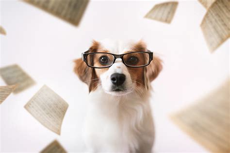 Dogs Dog Glasses Pet Hd Wallpaper Peakpx