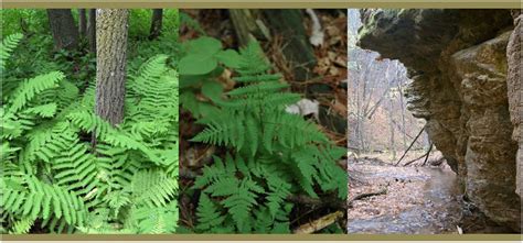 Maybe you would like to learn more about one of these? Falls Creek SNA: Ferns in the Forest - Minnesota Native ...