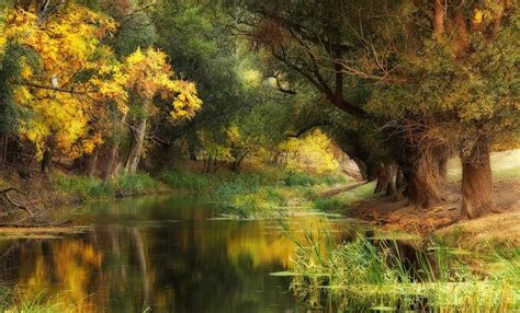 1138125 Sunlight Trees Landscape Forest Fall Water Nature