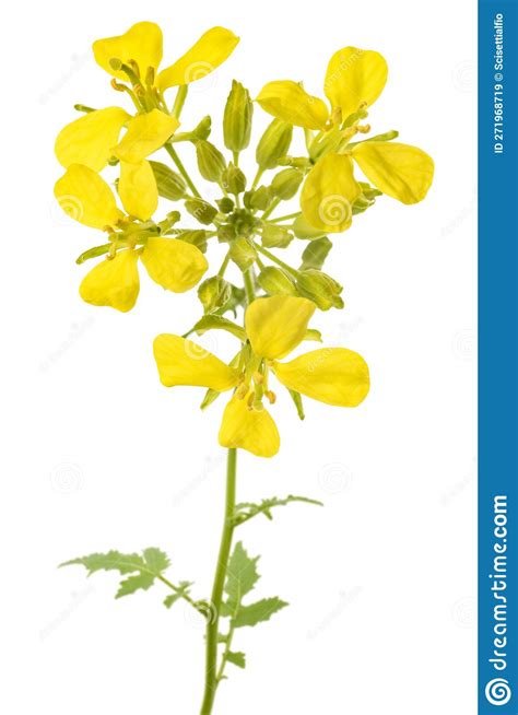 Mustard Plant With Flowers Stock Image Image Of Green 271968719