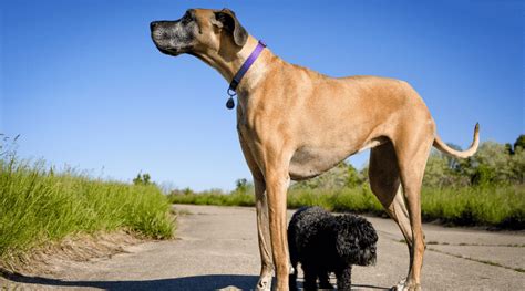 At What Age Can You Breed A Female Great Dane