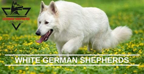 White German Shepherds Ultimate Guide