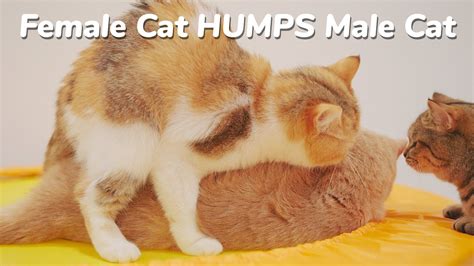 Mom Cat Humps Son Cat I Know That S Awkward But So Funny🤣 Youtube