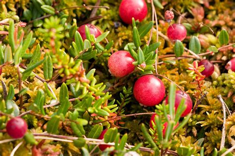 Edible Berries Of The Pacific Northwest