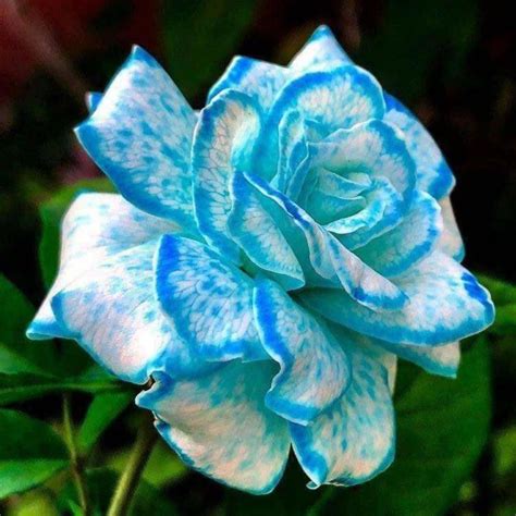 Beautiful Unique Blue And White Color Rose 💙💙 Vackra Blommor