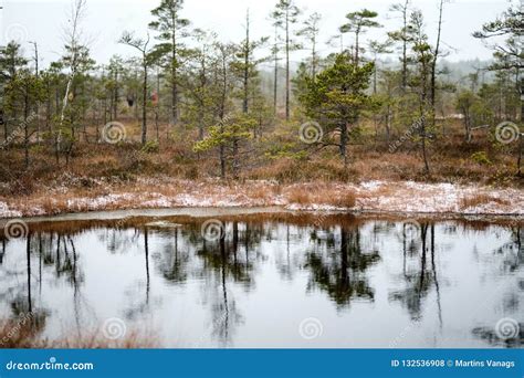 Swamp Landscape View With Dry Pine Trees Reflections In Water A Stock