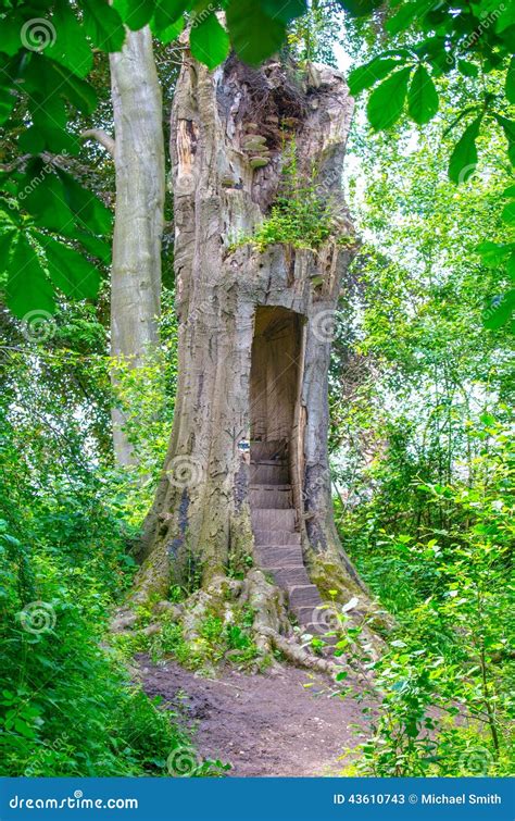 Magical Enchanted Tree House Entrance Stock Image Image Of House