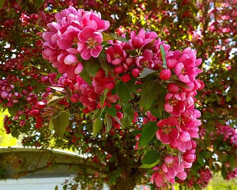 Types Of Ornamental Crabapple Trees Vehement Blogsphere Pictures Library