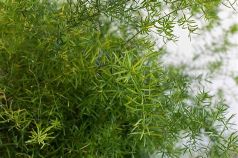 Asparagus Fern Plant Care And Growing Guide