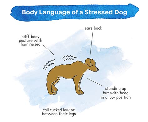 How To Read Dog Body Language Common Gestures And Expressions