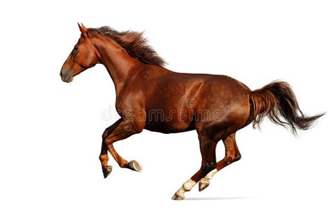 Horse Gallops Isolated On White Stock Image Image Of Sorrel Equine