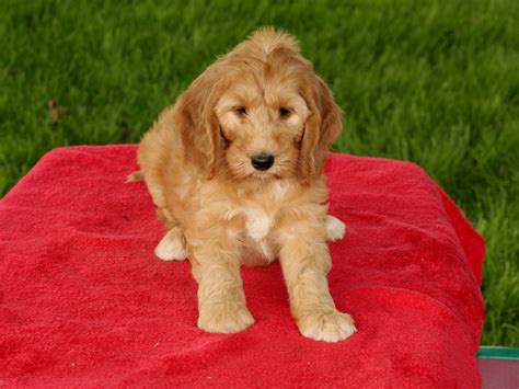You will find goldendoodle dogs for adoption and puppies for sale under the listings here. Becky | F1B Mini Goldendoodle Puppy | Central Illinois Doodles