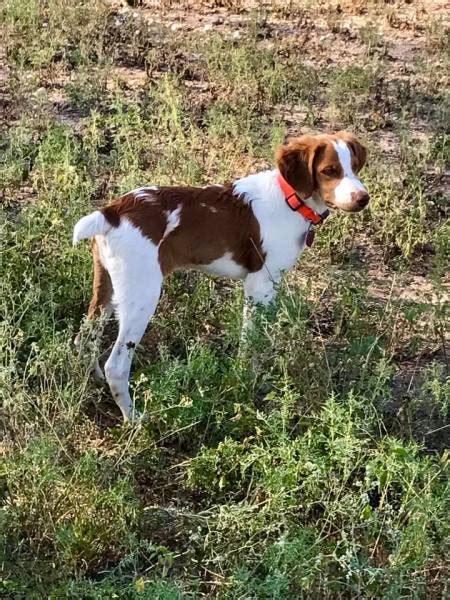 Brittany spaniel puppies for sale by top dog breeders. Brittany puppies for sale in Texas
