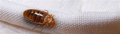 Bad Bed Bugs In Austin Texas Why Theyre So Hard To Exterminate